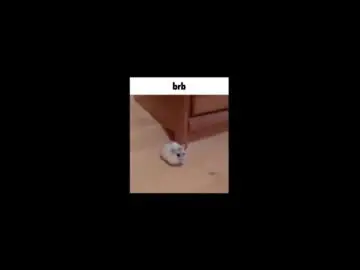 Chaturbate Live Sex of sly_gus